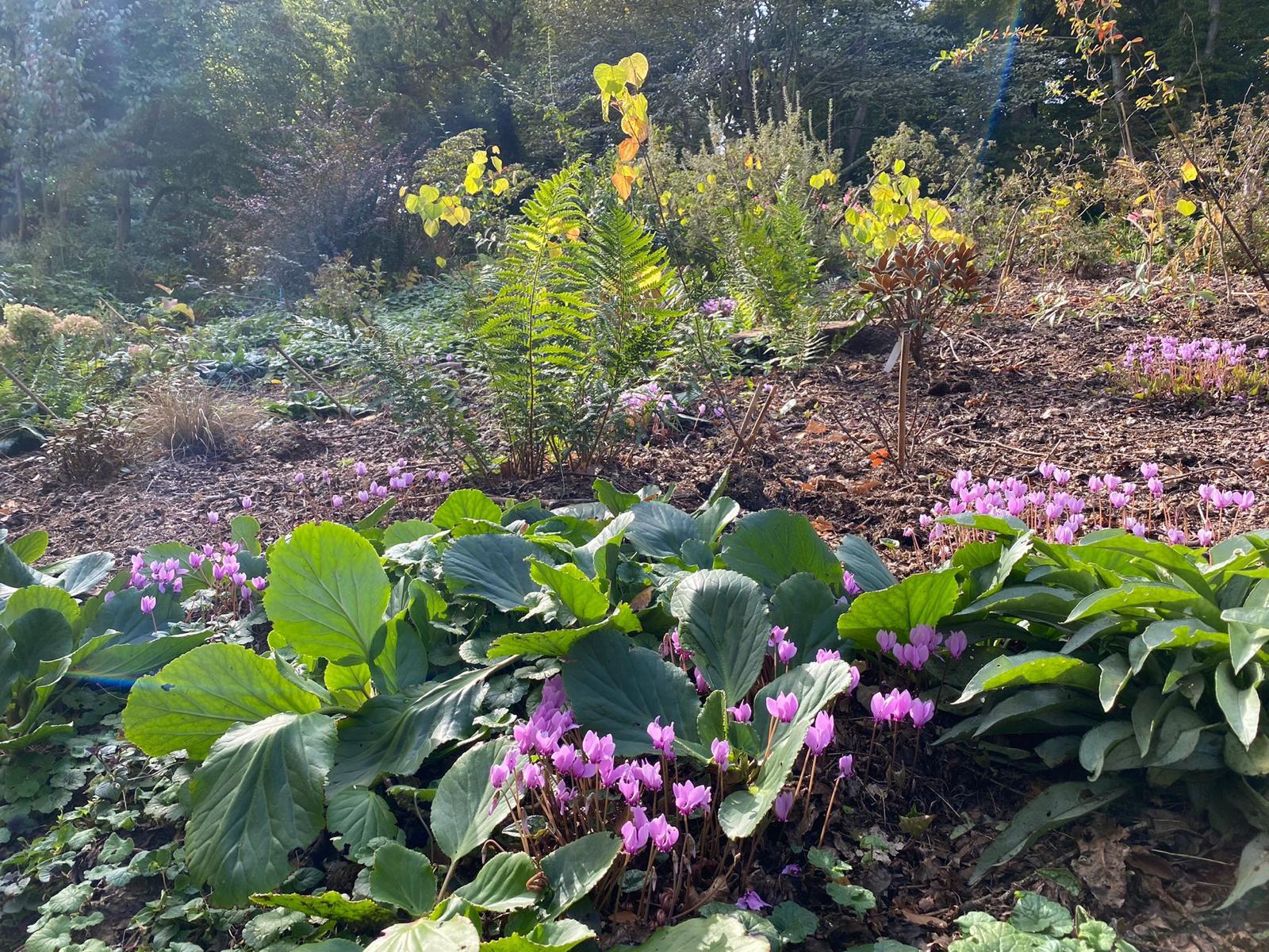 Image du service entretien de jardin